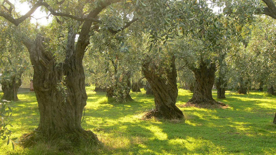 Il Festival delle Olive
