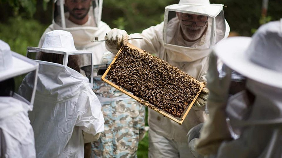 Ziua albinelor cu Passion Honey în Halkidiki