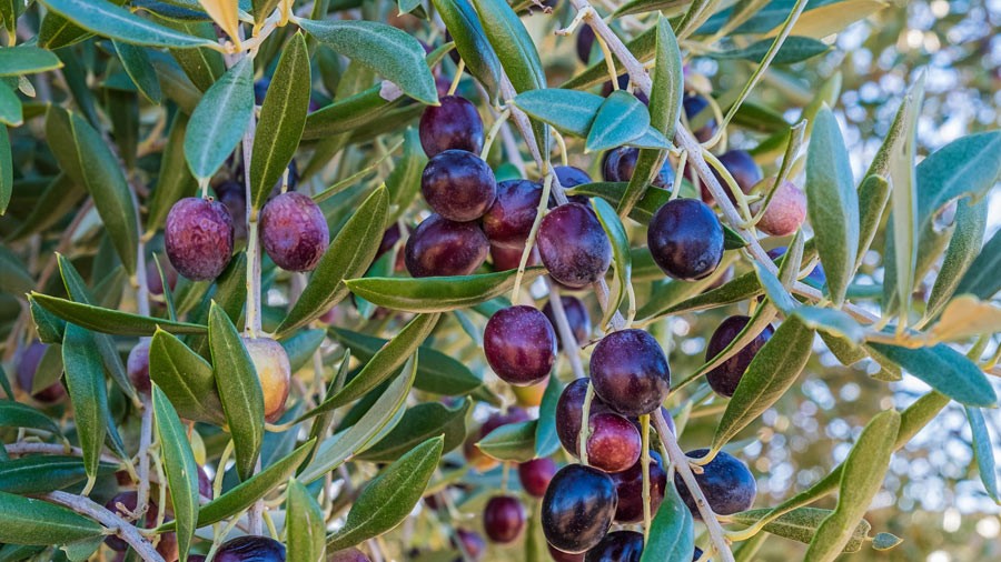 Olives and Oil